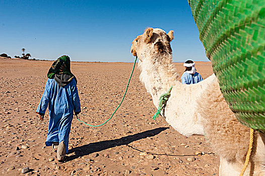 摩洛哥,游客,走,沙漠,骆驼,引导