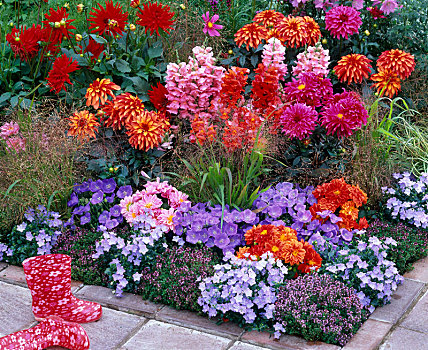 彩色,夏天,花坛,大丽花,金鱼草属
