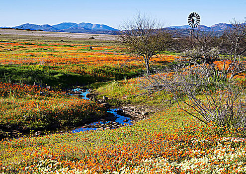 花,地点,春天,纳马夸兰,南非,非洲