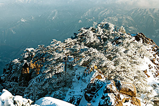 黄山,雪景,迎客松,树林,雪松,冰挂,岩石