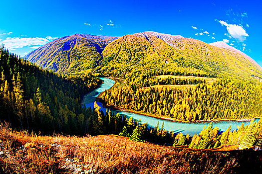 新疆,喀纳斯,河流,杉树,秋天