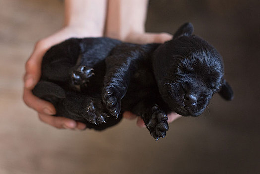 小狗,小,黑色拉布拉多犬,狗,睡觉,卧,德国,欧洲