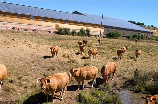 牛,太阳能