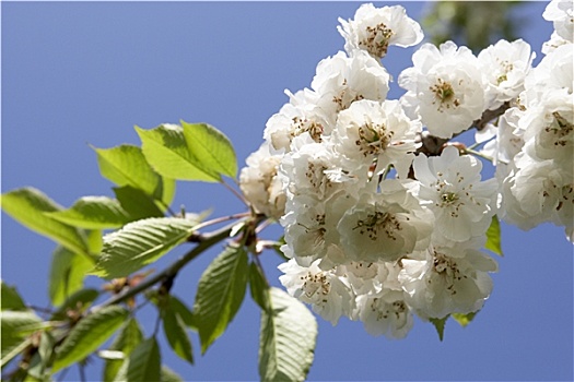 苹果花,树上,枝条