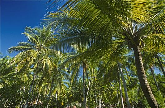 棕榈树,海滩,马尔代夫