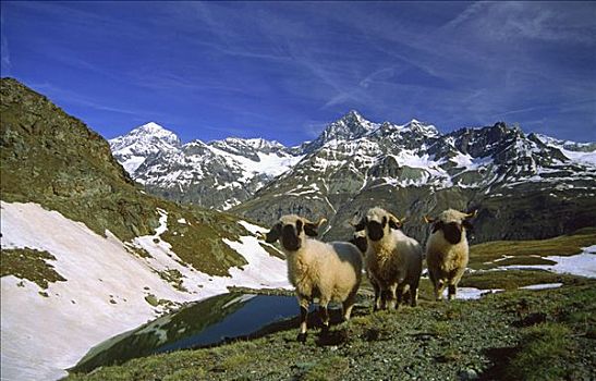 绵羊,策马特峰,瑞士