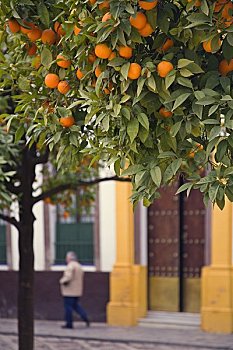橘树,城市,塞维利亚,西班牙