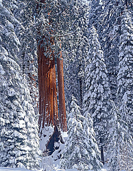 积雪,树林,国王峡谷,国家公园,加利福尼亚