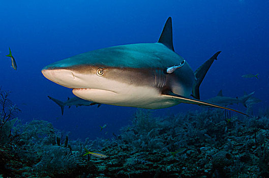 加勒比礁鲨,长鳍真鲨,国家公园,古巴