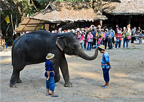 大象,表演,露营,一月,清迈,泰国,驱象者,放,帽子,头部