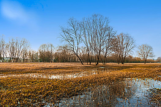 冬天的江滨湿地,树林与草地