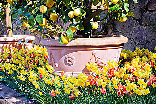柠檬树,花坛