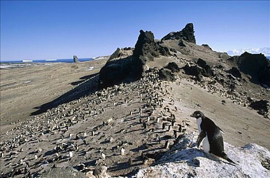 阿德利企鹅,远眺,栖息地,火山,岛屿,拥有,罗斯海,南极