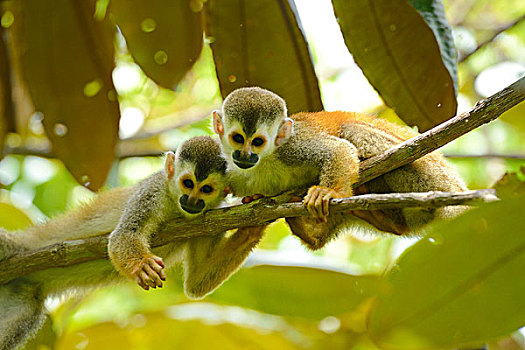 两个,中心,美洲,松鼠,猴子,曼纽尔安东尼奥国家公园,太平洋,海岸,哥斯达黎加,南美