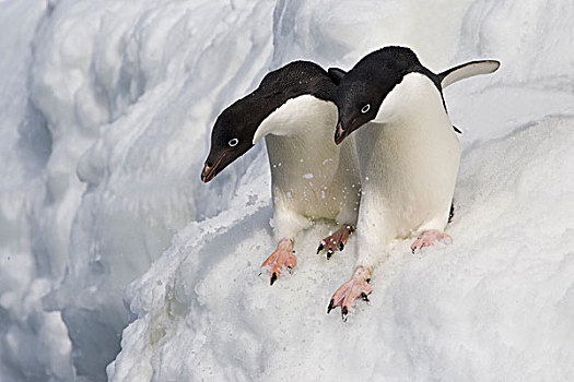 阿德利企鹅,一对,准备,跳跃,海洋,南极