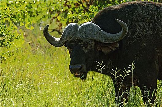 非洲水牛,树林,禁猎区,南非