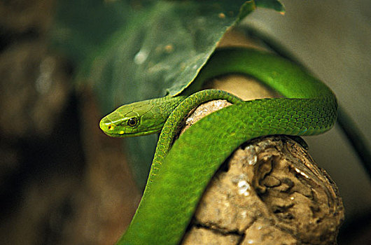 绿色,非洲产毒蛇,坦桑尼亚