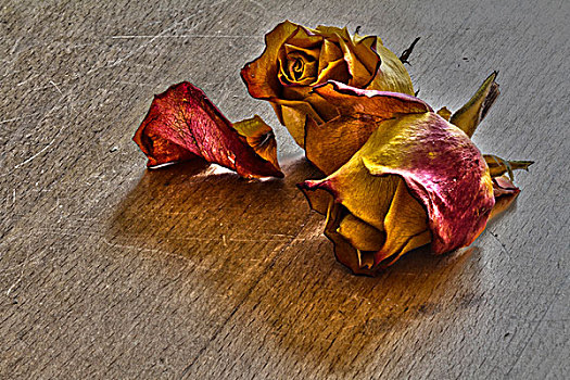 两个,干燥,玫瑰花,木桌子