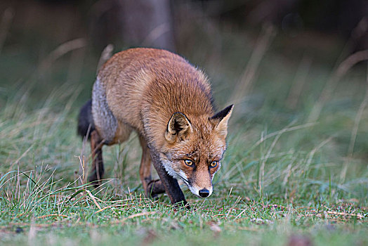 红狐,狐属,北荷兰,荷兰