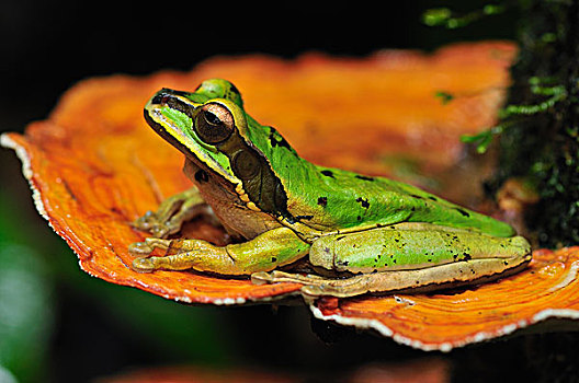 树蛙,蘑菇,国家公园,哥斯达黎加