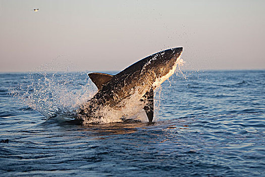 大白鲨,沙鲨属,成年,鲸跃,福尔斯湾,南非