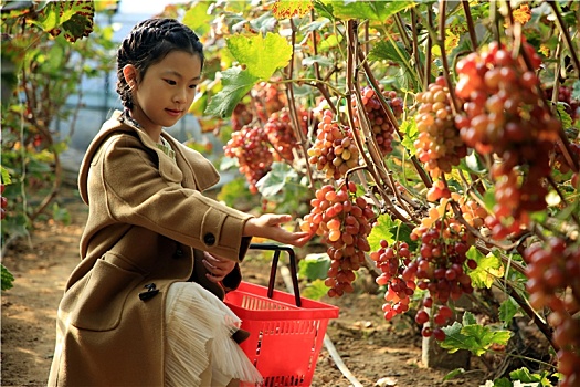 山东省日照市,初冬时节的新鲜水果,冰美人葡萄甜蜜来袭