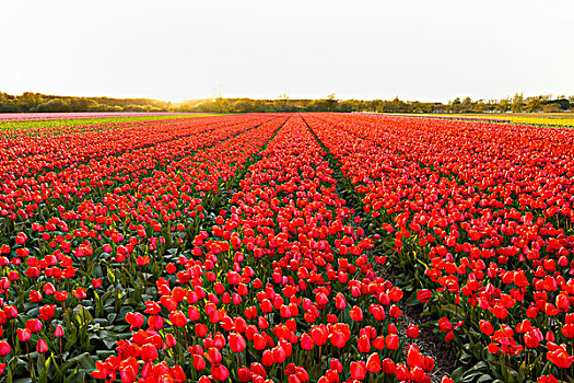 风景,上方,红色,郁金香,地点,日落,春天,荷兰南部,荷兰