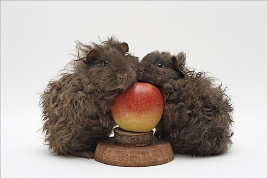 特塞尔,天竺鼠,巧克力,两个月,一个,老,靠近,红苹果,苹果,站立
