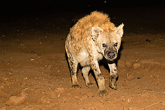 斑鬣狗,夜晚,鬣狗,进食,哈勒尔,埃塞俄比亚,非洲