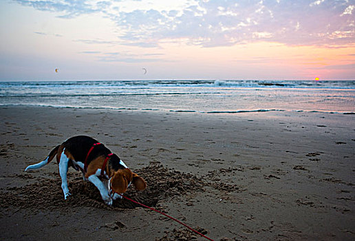 三种颜色,雄性,小猎犬,小狗,挖,洞,海滩,日落