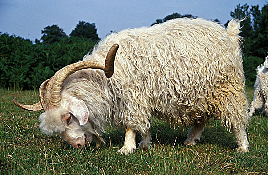安哥拉山羊,产生,毛织品,山羊