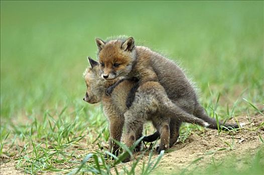 红狐,狐属,小动物,玩,地点