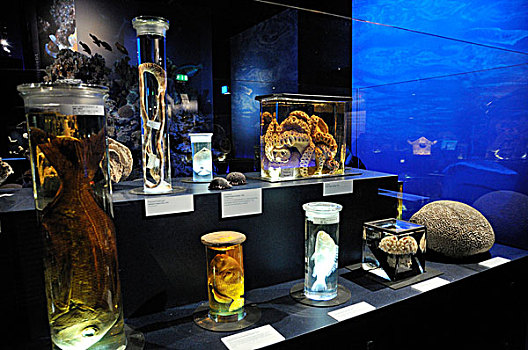 展览,保存,玻璃,珊瑚,礁石,展示,博物馆,男人,自然,慕尼黑,上巴伐利亚,巴伐利亚,德国