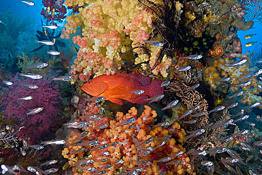 印度尼西亚,四王群岛,鱼,鱼群,游动,过去,珊瑚