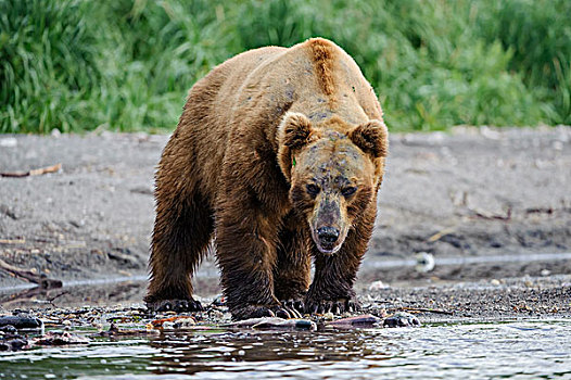 棕熊,河边,红大马哈鱼,红鲑鱼,畜体,堪察加半岛,俄罗斯