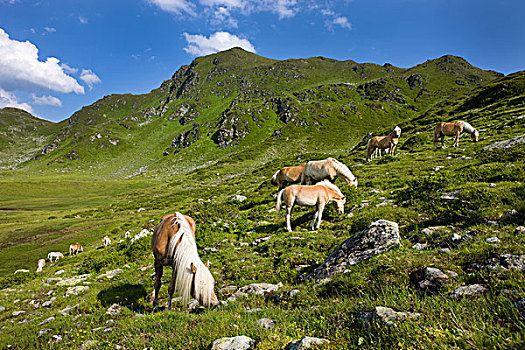 哈福林格马,马,放牧,草场,酢浆草,基兹比厄尔,阿尔卑斯山,提洛尔,奥地利,欧洲