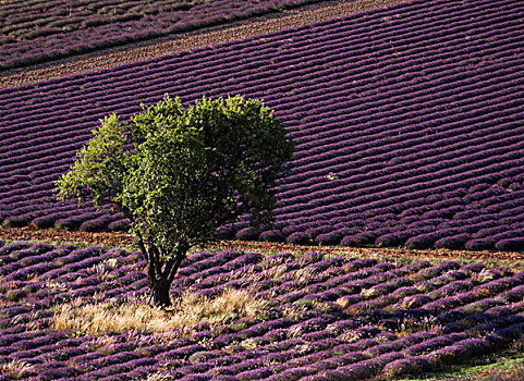法国,孤树,薰衣草种植区,大幅,尺寸