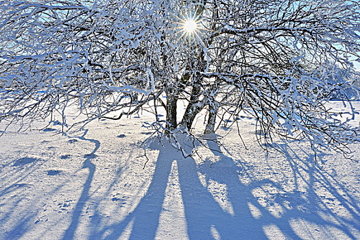 积雪,树,太阳,山,巴伐利亚,德国