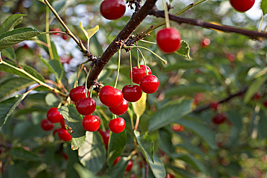 欧洲酸樱桃,比姆斯维尔,尼加拉瓜地区,安大略省,加拿大