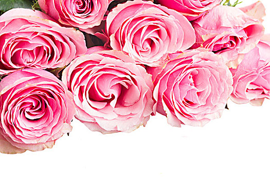 粉色,玫瑰,边界,芽,隔绝,白色背景,背景