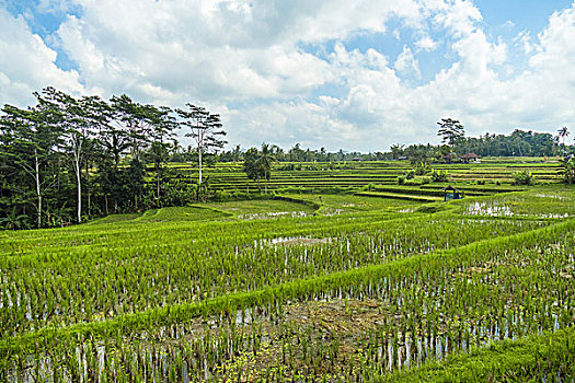 阶梯状,稻田,乌布,巴厘岛,印度尼西亚