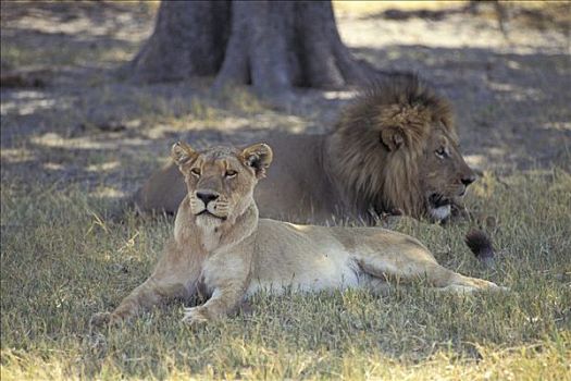 狮子,伴侣,南非