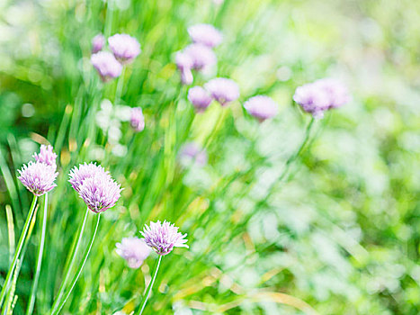 粉花,细香葱,药草,绿色,夏天,草坪