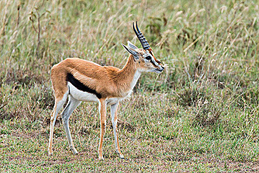 汤氏瞪羚,纳库鲁湖国家公园,肯尼亚,非洲