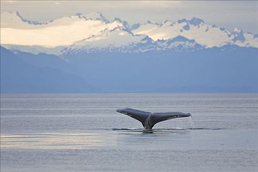 驼背鲸,鲸尾叶突,大翅鲸属,鲸鱼,须鲸,阿拉斯加,美国