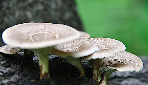 秦岭野生蘑菇