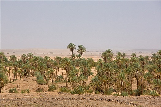 绿洲,沙漠,撒哈拉沙漠