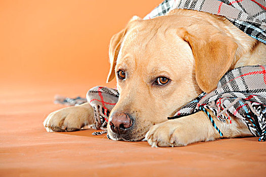 黄色拉布拉多犬,卧,花格布,毯子