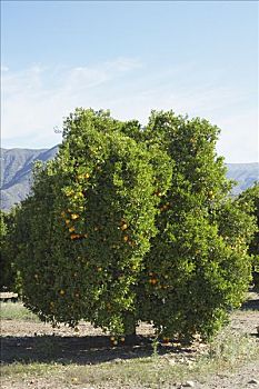 橘林,加利福尼亚,美国