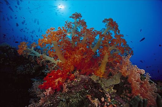 软珊瑚,软珊瑚目,脚,深,所罗门群岛